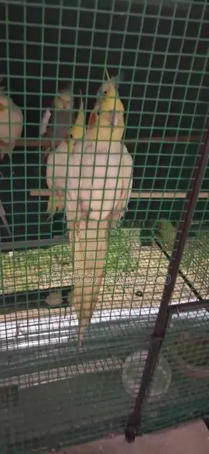 කොකටේල් කුරුල්ලා