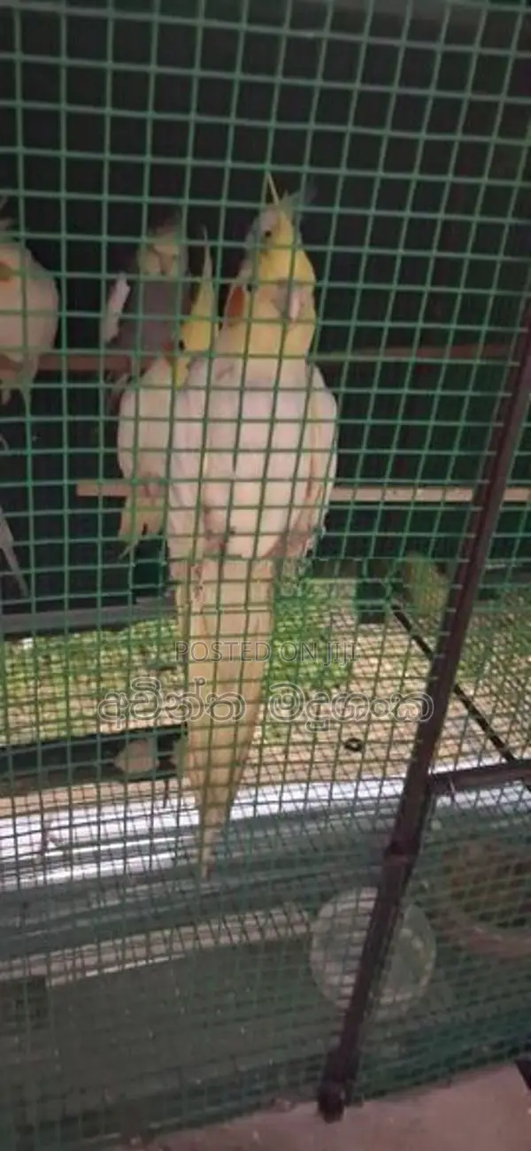 කොකටේල් කුරුල්ලා