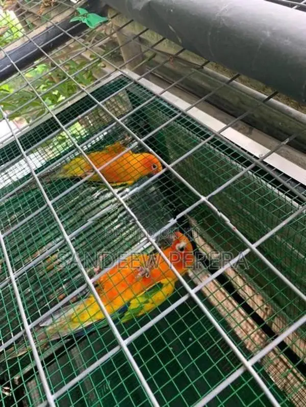 Sunconure Parrots