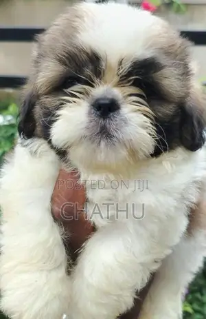 Shih Tzu Puppies