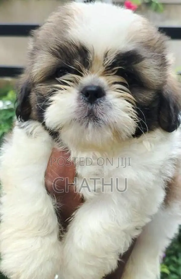 Shih Tzu Puppies