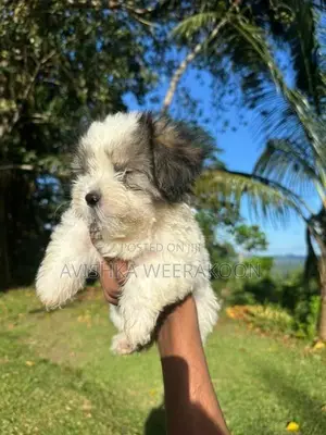 Shih Tzu Puppies