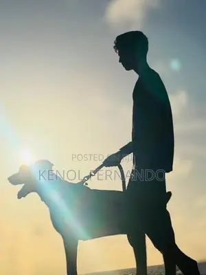Doberman Dog