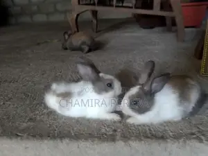 Bunnies (හා පැටවුන්)
