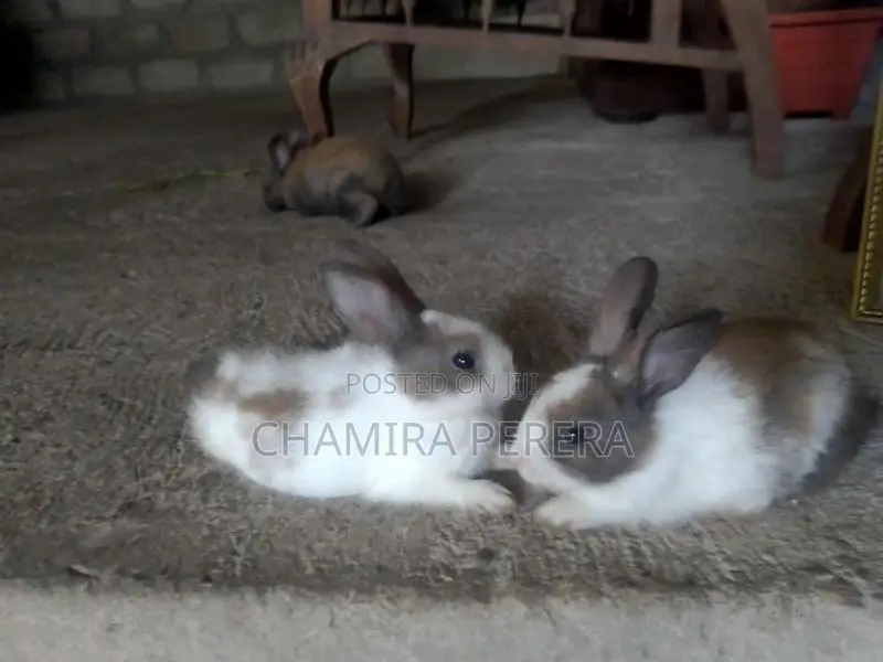 Bunnies (හා පැටවුන්)