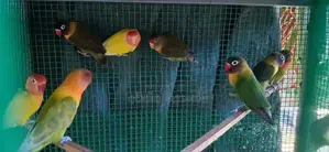 African Birds - අප්‍රිකන්