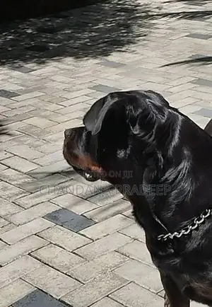 Rottweiler Imported Blood Line Female