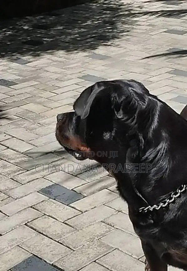 Rottweiler Imported Blood Line Female