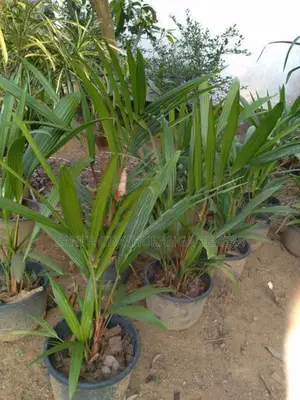 Red Palm Plants