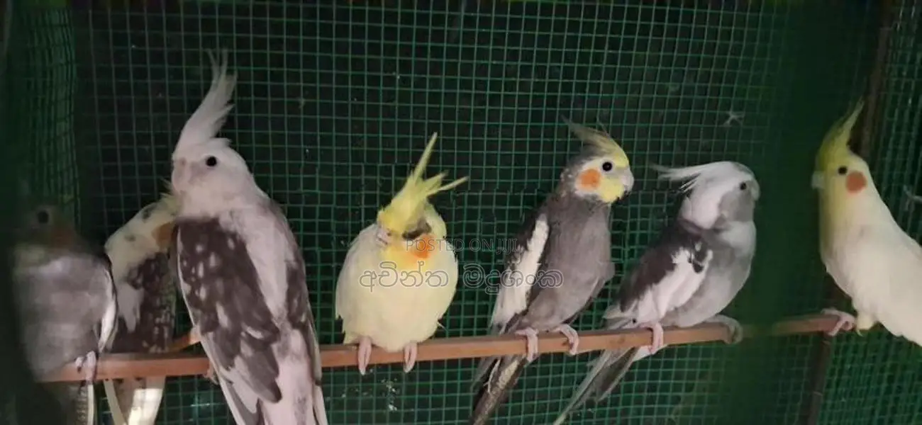 කොකටේල් කුරුල්ලා