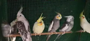කොකටේල් කුරුල්ලා