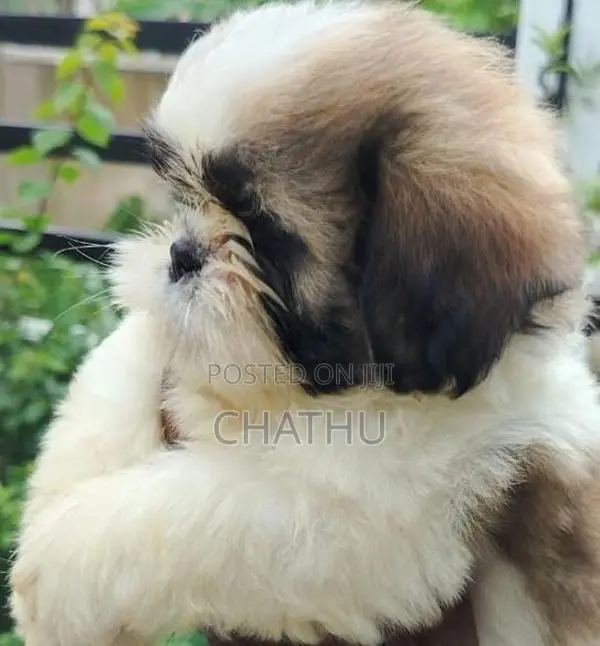 Shih Tzu Puppies