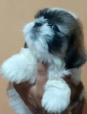 Shih Tzu Puppies