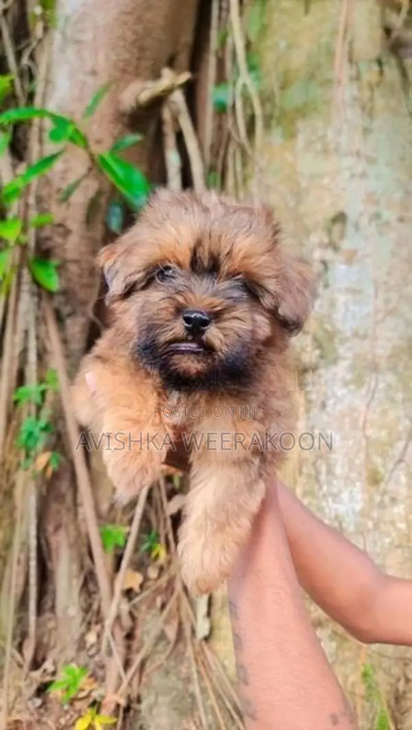 Shih Tzu Puppies