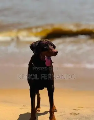 Doberman Dog