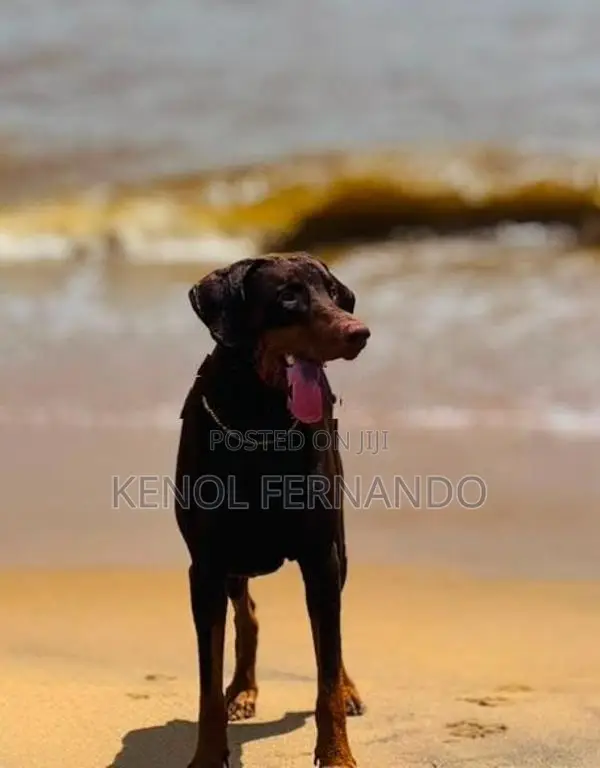 Doberman Dog