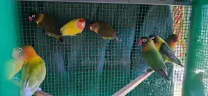 African Birds - අප්‍රිකන්