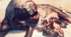 Rottweiler Imported Blood Line Female
