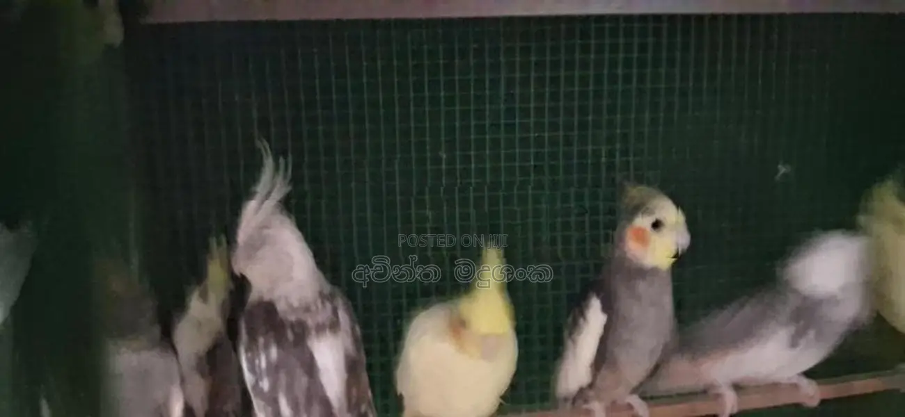 කොකටේල් කුරුල්ලා