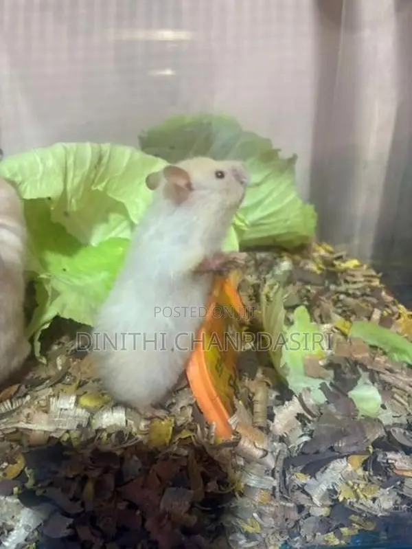 30 Syrian Hamster Babies