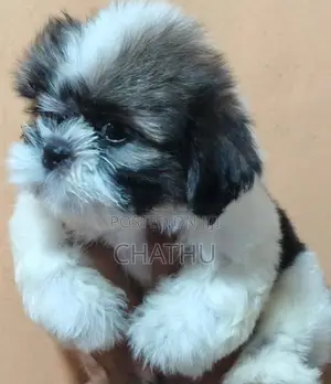 Shih Tzu Puppies