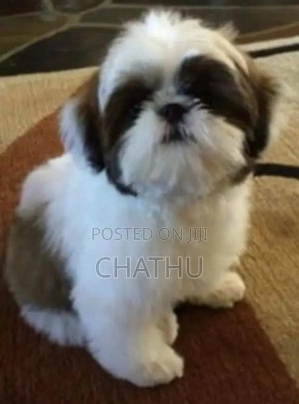 Shih Tzu Puppies