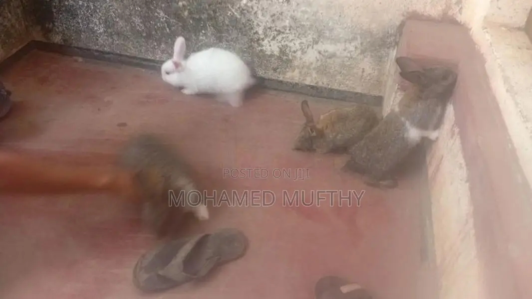 Rabbits