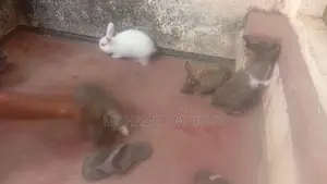 Rabbits