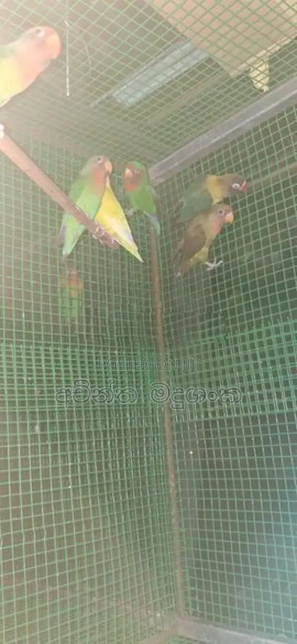 African Birds - අප්‍රිකන්