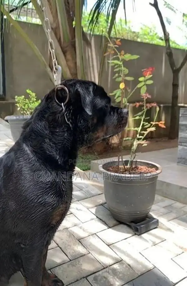 Rottweiler Imported Blood Line Female