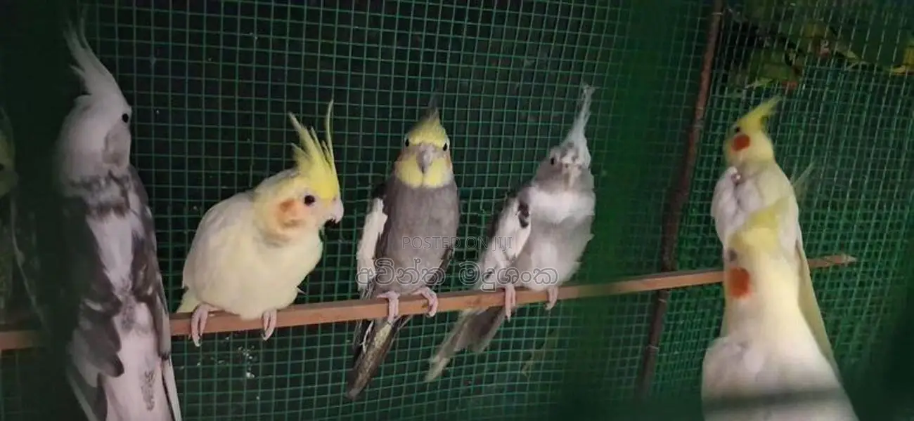 කොකටේල් කුරුල්ලා