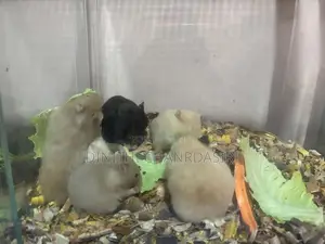 30 Syrian Hamster Babies