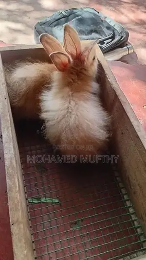 Rabbits
