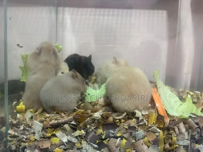 30 Syrian Hamster Babies