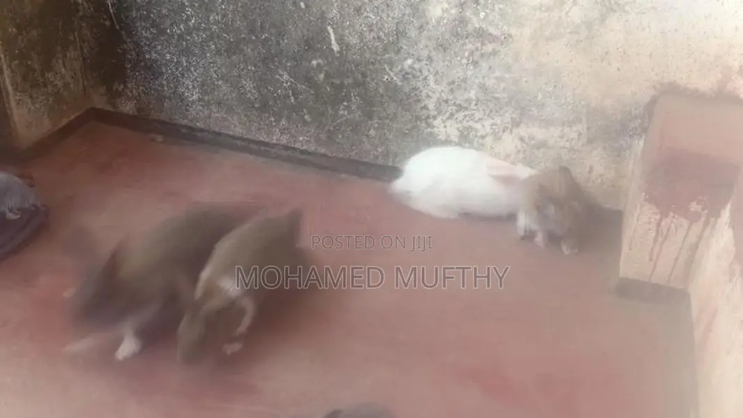 Rabbits