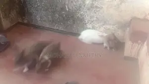 Rabbits