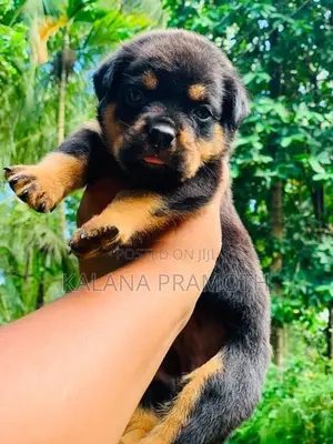 රොට්වයලර් බලුපැටවුන්
