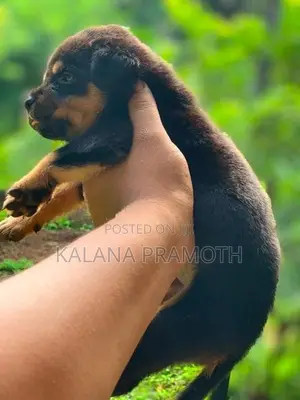 රොට්වයලර් බලුපැටවුන්