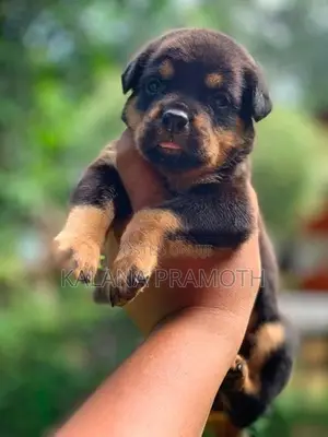 රොට්වයලර් බලුපැටවුන්