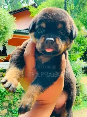 රොට්වයලර් බලුපැටවුන්