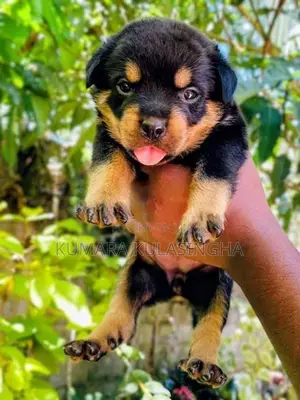 Rottweiler Puppies