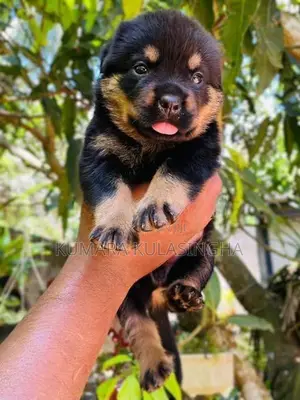 Rottweiler Puppies
