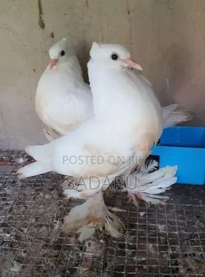 Pigeon