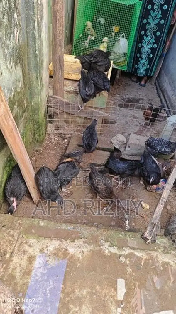 நாட்டுக்கோழி