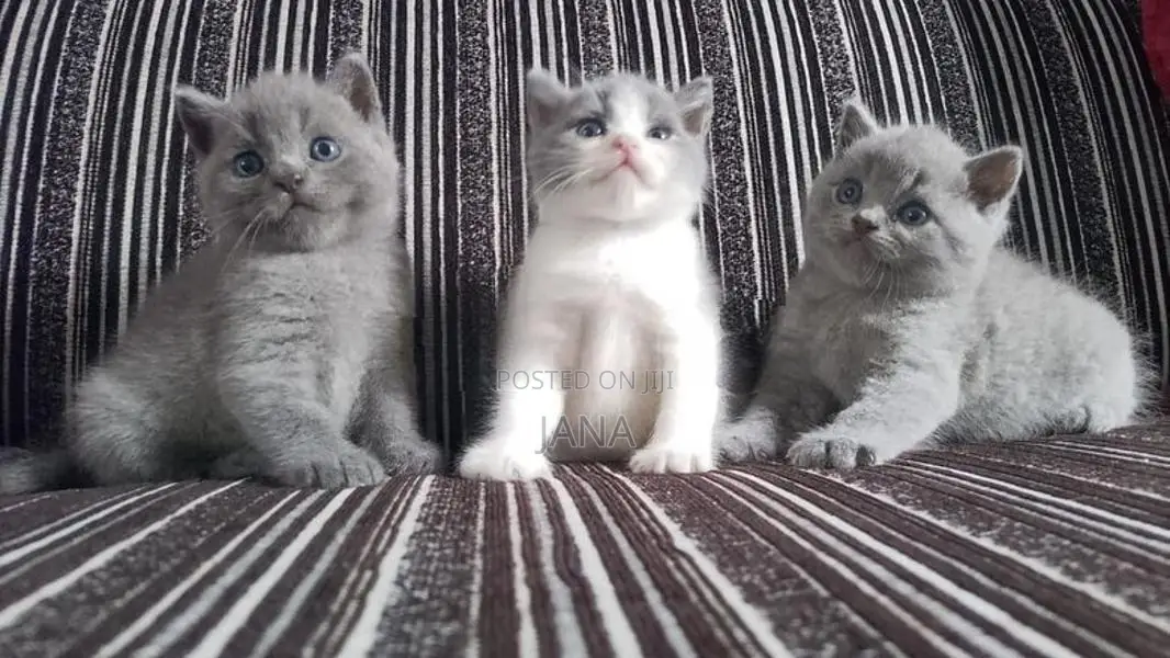 British Shorthair Cat