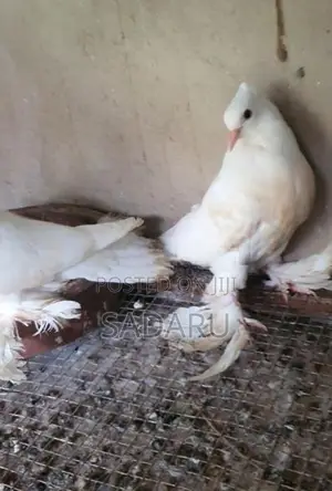 Pigeon