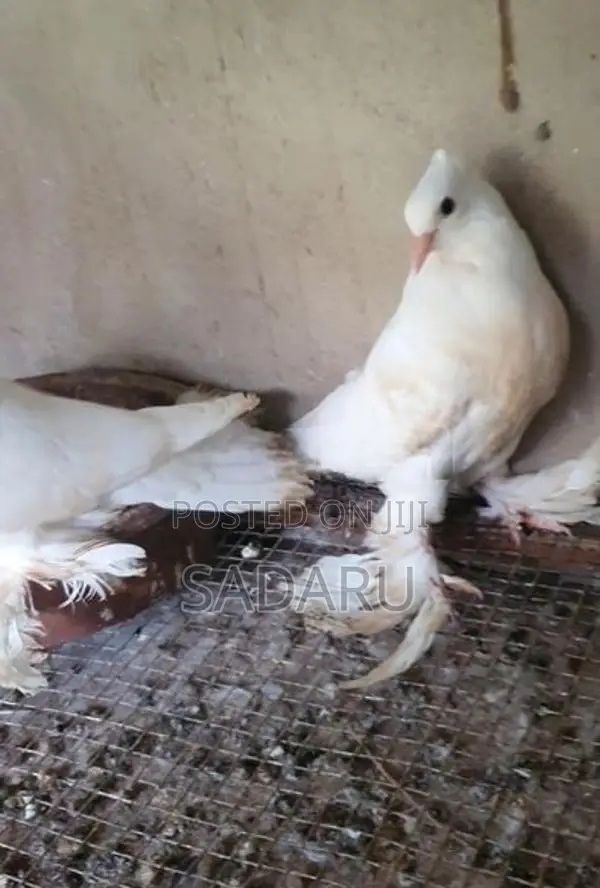 Pigeon