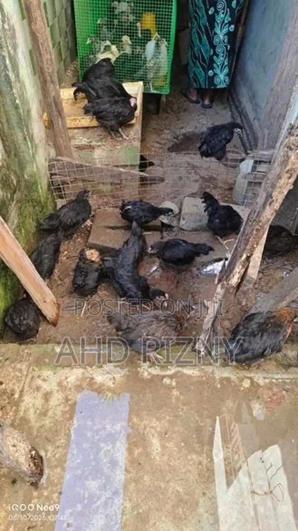 நாட்டுக்கோழி