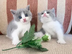 British Shorthair Cat