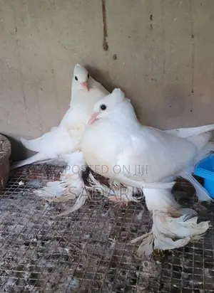 Pigeon